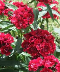 Dianthus 'Heart Attack' in a 6" pot features ruffled red petals and vibrant green leaves, perfect for a charming garden setting.