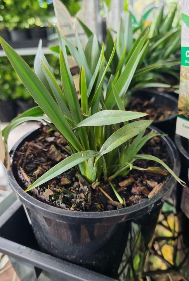 Dianella 'Cassa Blue®' 6" Pot