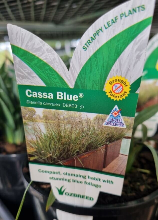 Dianella 'Cassa Blue®' 6" Pot