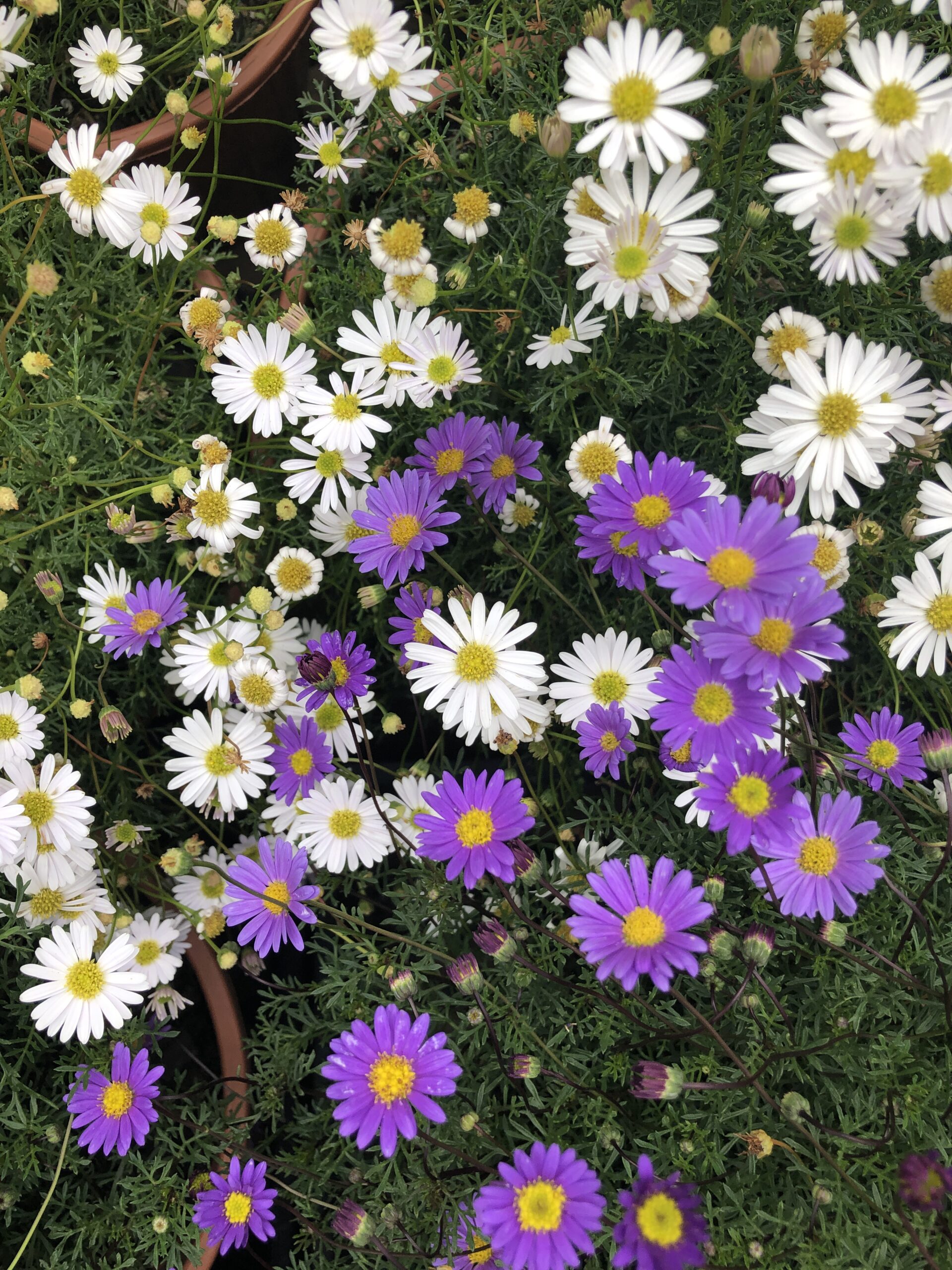 Brachyscome 'Cut-Leaf Daisy' White
