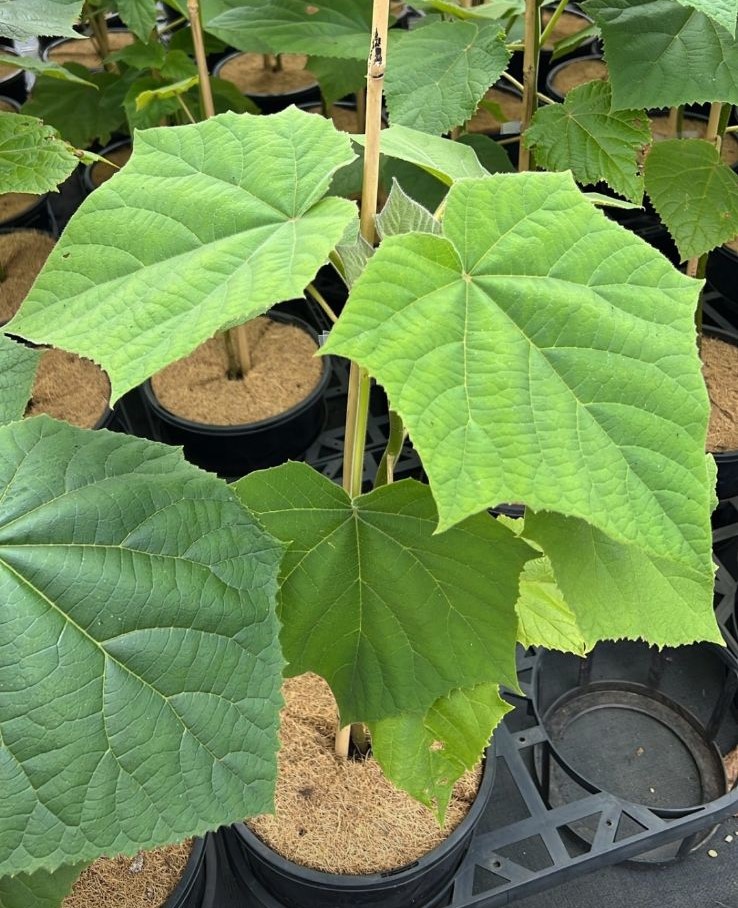 Paulownia 'Sapphire Dragon' Tree