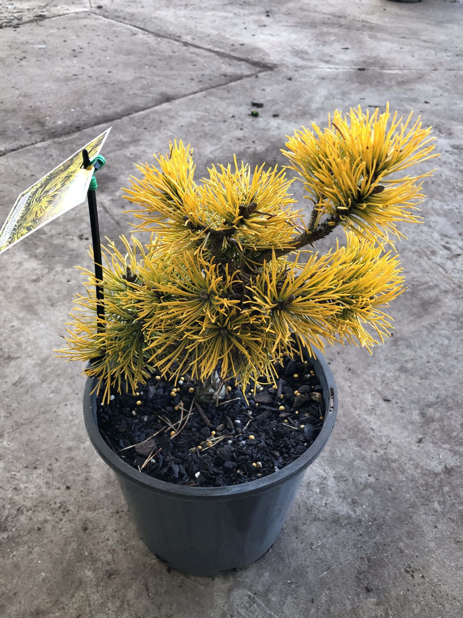 Small yellow Pinus 'Amber Gold' 8" Pot tree on a concrete surface, featuring a bright yellow label.