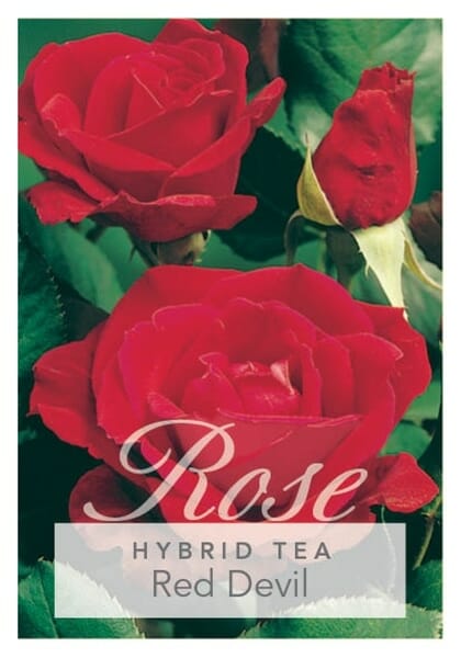 Poster of a Rose 'Red Devil' Bush Form featuring close-up images of vibrant red roses with the word "rose" prominently displayed.