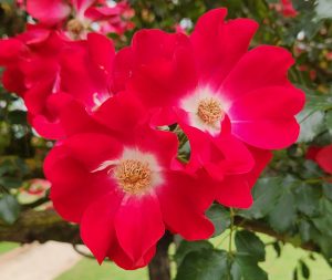 rosa climbing rose. two bright red Dortmund roses with white centres and yellow stamens