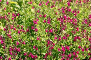 Salvia 'Margaret Arnold' in a 10cm pot features dense clusters of small magenta flowers and green foliage, thriving outdoors in bright sunlight and adding vibrant colour to your garden.