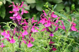 Salvia 'Margaret Arnold' features bright pink, tubular flowers and lush green foliage. Supplied in a 10cm pot.