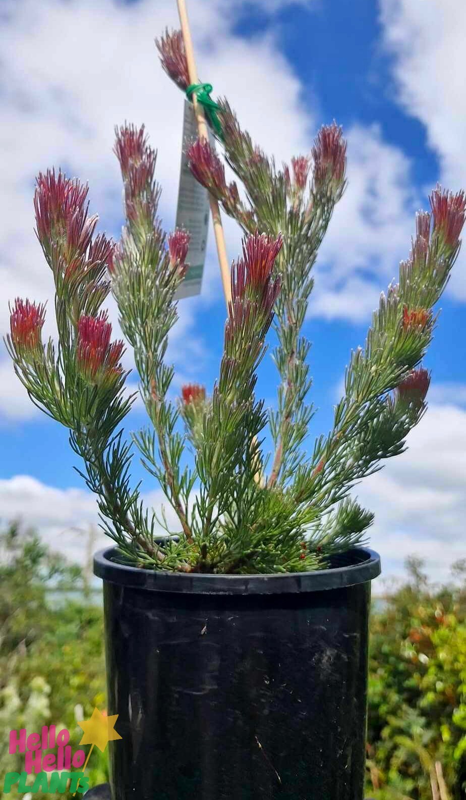 Adenanthos 'Bronze Glow' Woolly Bush with its long, green leaves and red-tipped buds stands gracefully against a blue sky dotted with clouds.