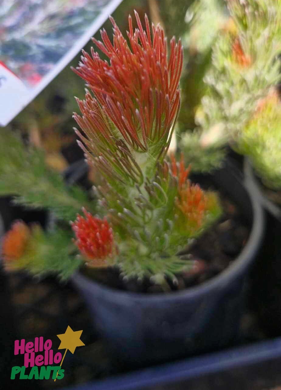 Close-up of a small potted Adenanthos 'Bronze Glow' Woolly Bush, showcasing its red-tipped green leaves. In the background, there's a partially visible colorful label featuring a star logo, indicating its unique variety.