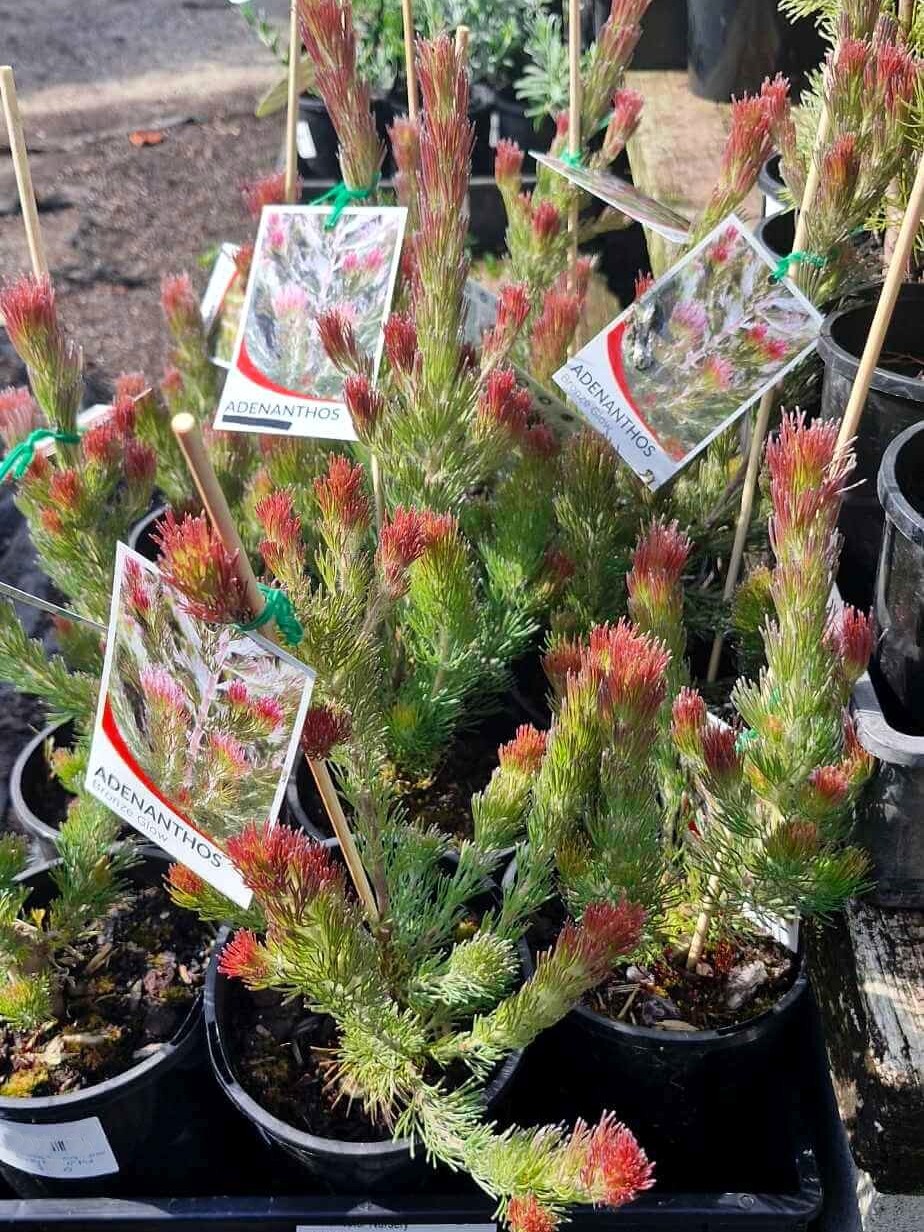 Adenanthos 'Bronze Glow' Woolly Bush plants, featuring red-tipped leaves, are showcased alongside plant tags in a nursery setting.
