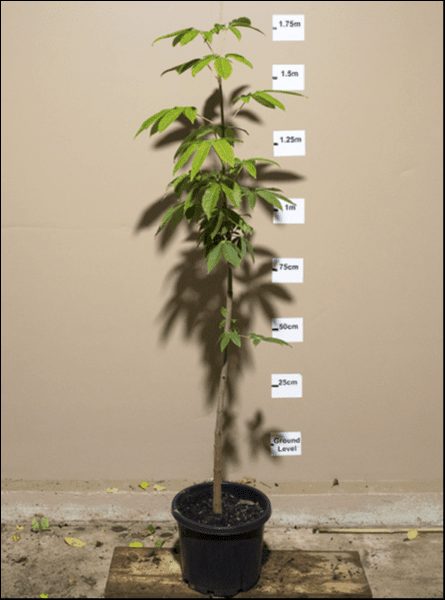 A potted Aesculus 'Indian Horse Chestnut' 13" Pot stands against a light beige wall marked with height measurements from ground level to 1.75 meters, nestled in a 13" pot.