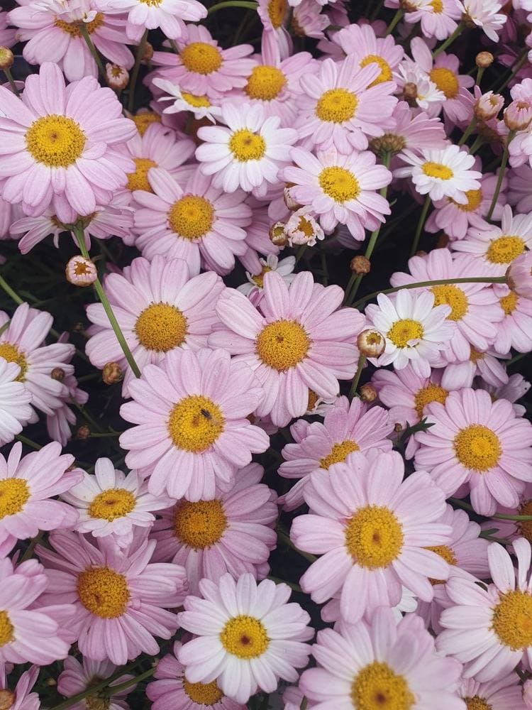 A dense cluster of Argyranthemum 'Angelic™ Baby Pink' Daisies in a 6" pot, featuring light pink petals and yellow centers in full bloom.