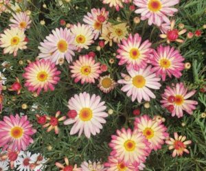 The Argyranthemum 'Larita® Banana Split' Daisy in a 6" pot features pink and yellow blooms with lush green foliage, offering a delightful display.