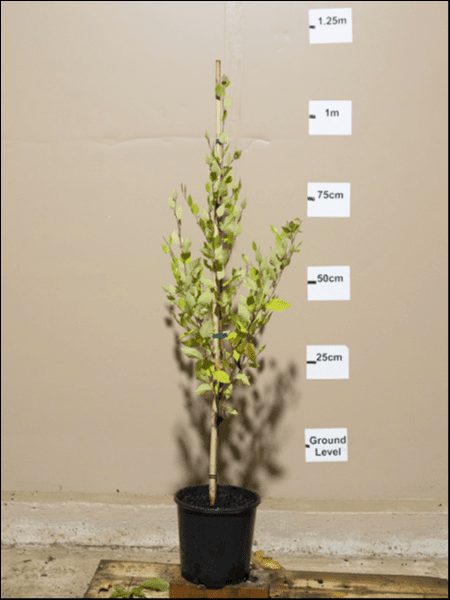 A young Betula 'River Birch' 8" Pot stands against a beige wall, with a vertical measuring scale marked in increments from ground level to 1.25 meters.