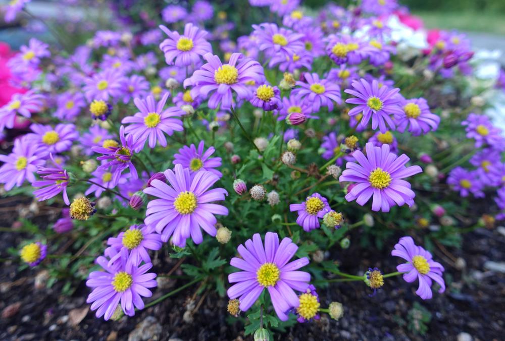 Brachyscome 'Brasco Violet' 6" Pot