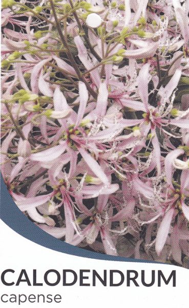 Hello Hello plants nursery melbourne victoria australia Calodendron capense Cape Chestnut Front Label