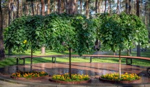 Three small trees with dense canopies stand in a row, each surrounded by circular flower beds planted with Santolina 'Cotton Lavender' and bright orange blooms, set within a park featuring tall pine trees in the background.