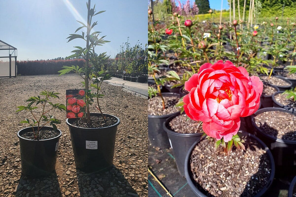 Two images of potted plants in a nursery. The left shows two pots with a plant label, while the right features a vibrant pink Paeonia 'Coral Charm' Peony Rose in an 8" pot.