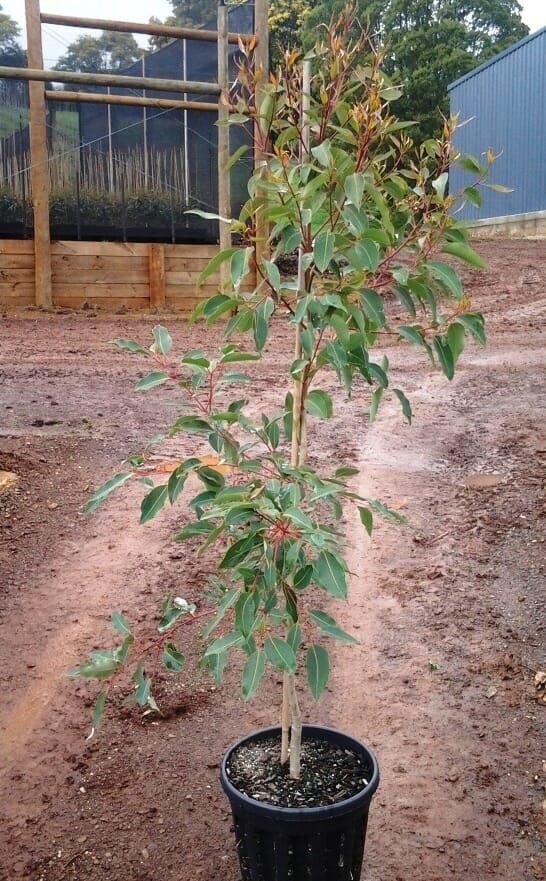 Young potted tree with green leaves and reddish stems set on a dirt pathway in an outdoor nursery. The Corymbia 'Hasting's Pink' Gum 12" Pot thrives in its 12" pot. Wooden structure and building visible in the background.