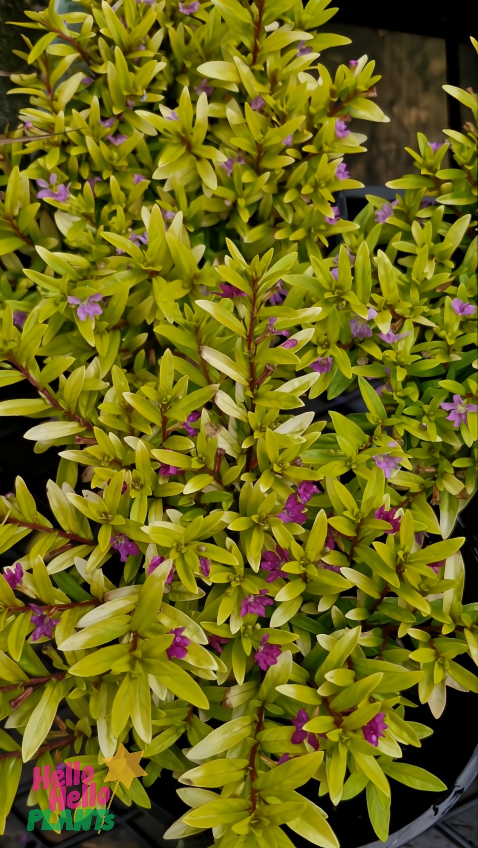 Close-up of Cuphea 'Golden Ruby' bush with green leaves and small purple flowers, featuring a "Hello Plants" logo in the bottom left corner.
