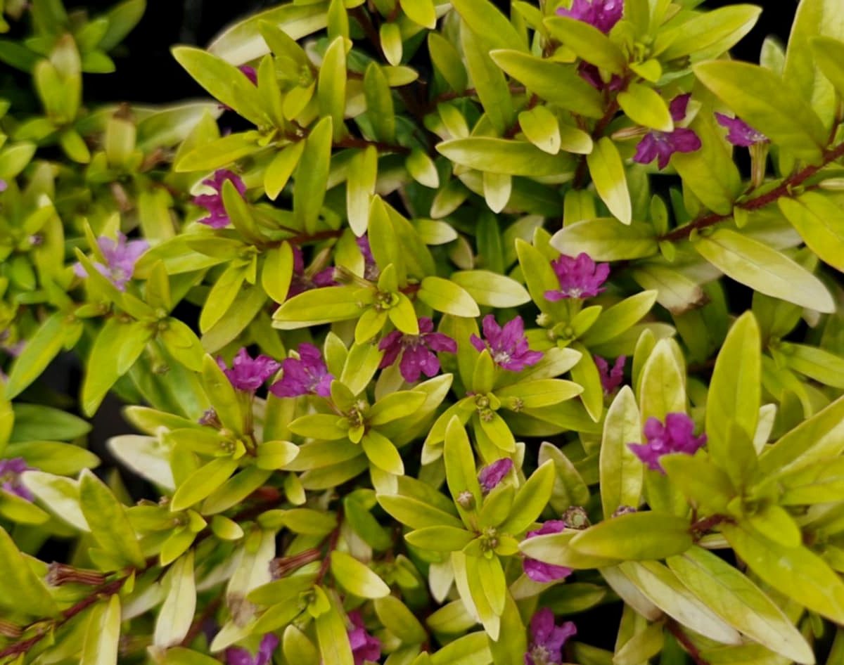 Cuphea 'Golden Ruby' is a green leafy plant with small purple flowers throughout its foliage, adding vibrant color and charm to any garden.