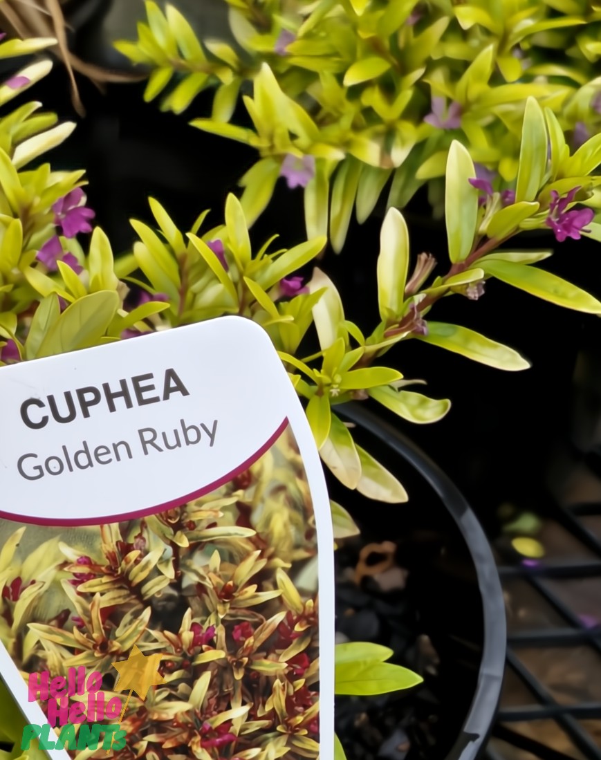 A Cuphea 'Golden Ruby' with vibrant green leaves and small purple flowers is displayed in a black plastic pot, its plant tag labeled "Cuphea 'Golden Ruby'" clearly visible in the foreground.