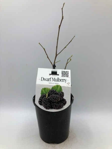 A potted Morus 'Black' Mulberry (Dwarf) plant in a 6" pot with bare branches, identified by a label featuring an image of fresh mulberries and a QR code.