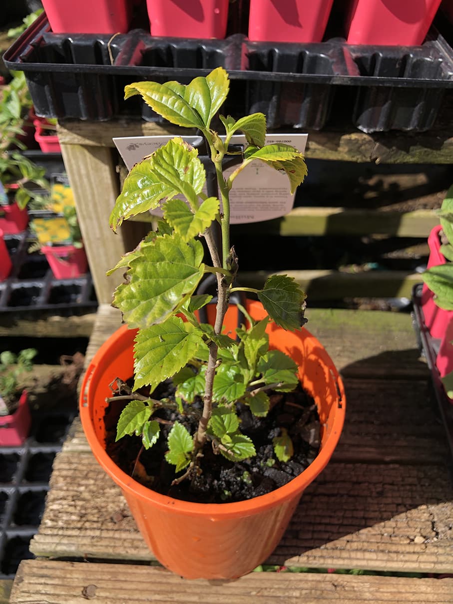 A young Morus 'Black' Mulberry (Dwarf) 6" Pot with green leaves in an orange pot placed on a wooden surface, surrounded by other plants in red pots.