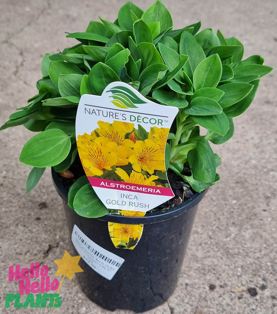 Alstroemeria 'Inca Gold Rush' Peruvian Lily 6" Pot