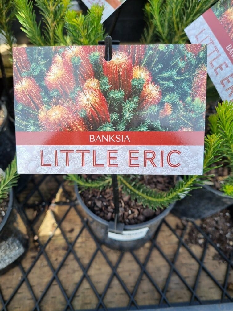 Banksia 'Little Eric' 10" Pot