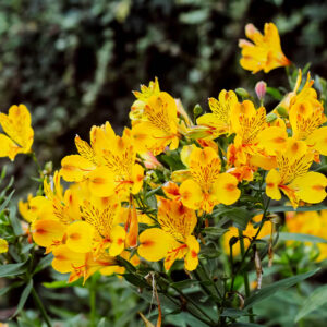 Alstroemeria 'Inca Gold Rush' Peruvian Lily 6" Pot