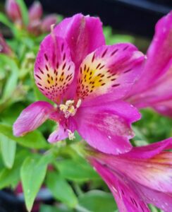 Close-up of Alstroemeria 'Inca Goal' Peruvian Lily in a 6" pot, featuring pink petals with yellow and dark speckled markings, surrounded by green leaves.