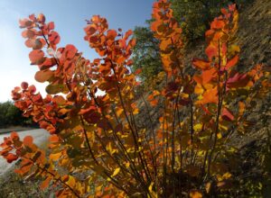 Cotinus 'Flame' Smoke Bush with round red and orange autumn leaves grows on a sunlit hillside, with a road and green trees in the background.