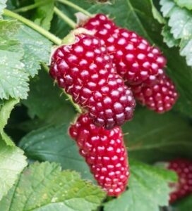 Several ripe fruits of Rubus 'Logan Berry' grow on the plant, surrounded by lush green leaves.