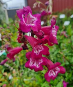 Cluster of vibrant magenta Penstemon 'Port Wine' flowers with white throats and dark pink patterns, set against green foliage and a softly blurred garden background.