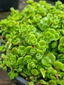 Close-up of Sedum 'Green Fairy Cushion' succulents with rounded green leaves clustered together in a black container.