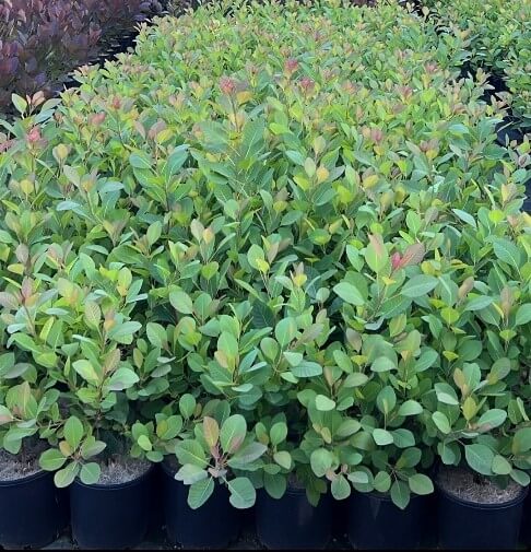 Cotinus 'Flame' Smoke Bush 8" Pot