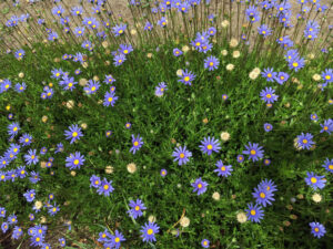 A dense cluster of small purple Felicia 'Blue Marguerite Daisy' flowers with yellow centres blooms among green foliage on a patch of soil.