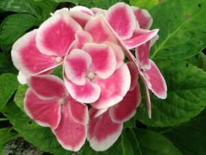 Close-up of a partially opened Hydrangea 'Saturn' bloom with pink petals edged in white, surrounded by green leaves, resembling the enchanting rings of Saturn.
