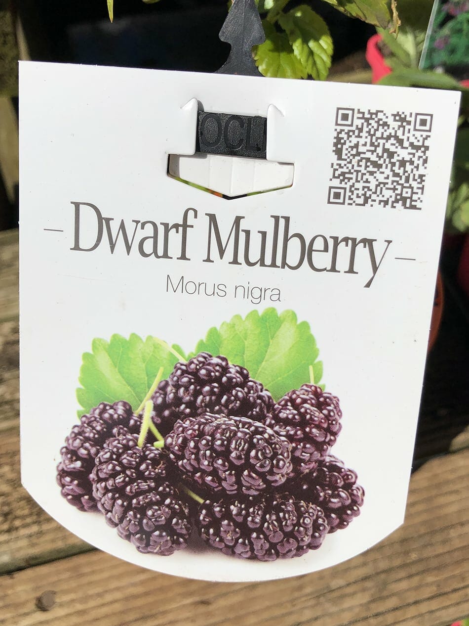 Label for "Morus 'Black' Mulberry (Dwarf) 6" Pot" featuring an image of dark purple mulberries and green leaves in a 6" pot. Includes a QR code and a hook for display.