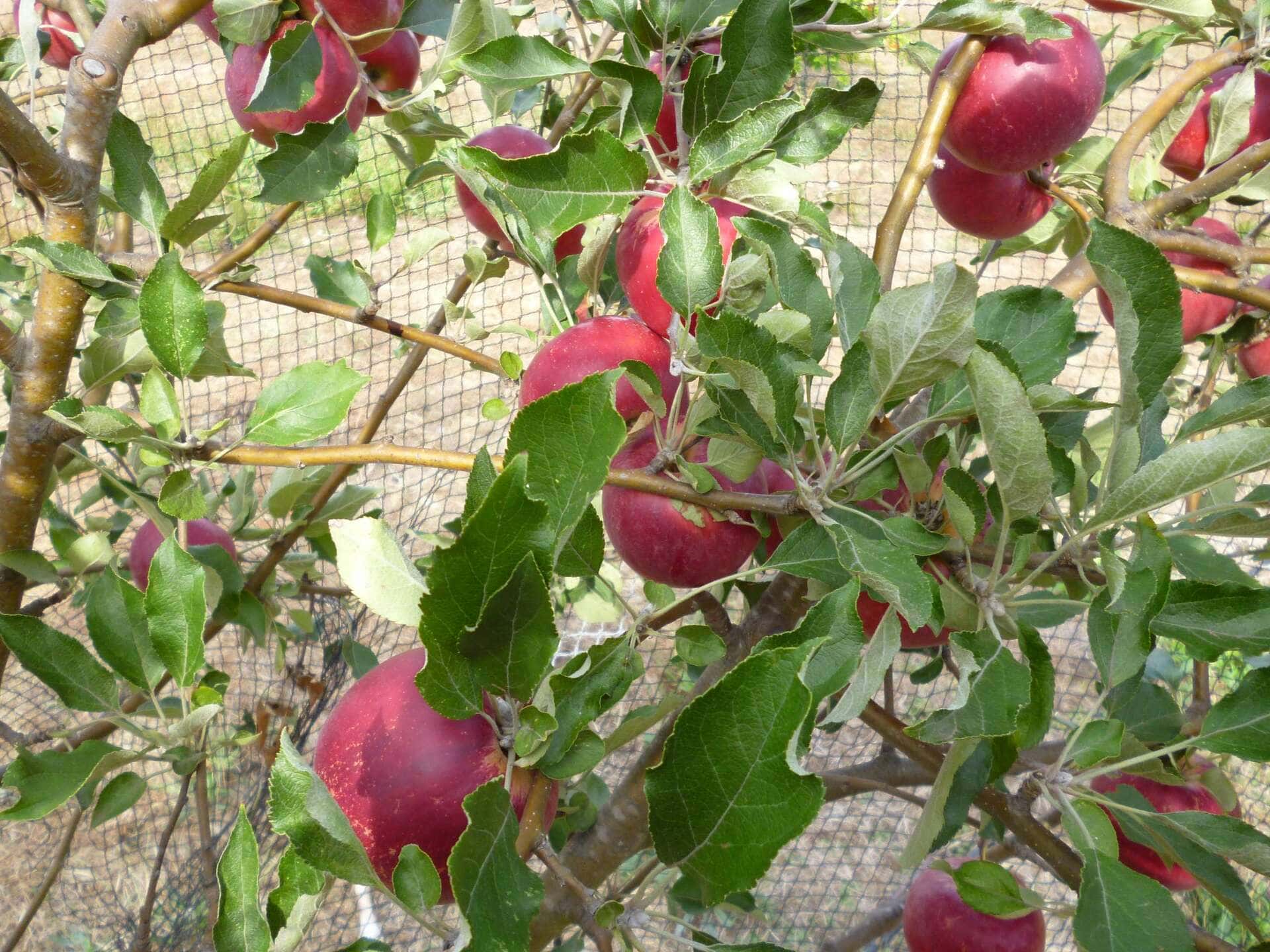 A tree branch with numerous Malus 'Lady Williams' Apples and green leaves in various stages of growth.
