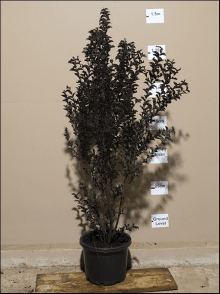 A Lagerstroemia 'Diamonds in the Dark®' (Best Red) Crepe Myrtle 12" Pot with dark leaves stands in front of a beige wall with height markers, indicating its height is approximately 1.5 meters.