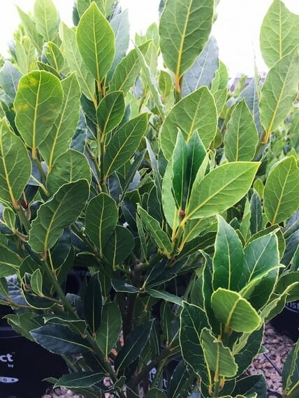 Close-up of a bush with many green leaves in a Laurus Bay Tree 'Baby Bay' 8" Pot, showing detailed leaf structure and color variations typical of a Baby Bay Laurus Bay Tree.