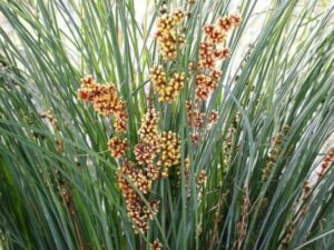 Clusters of vibrant orange and yellow Lomandra 'Seascape' flowers create a stunning scene amidst tall green grass, adding a touch of coastal beauty and nature's artistry to any landscape.