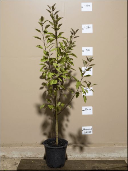 A small Malus 'Wychwood Ruby™' Crab Apple 10" Pot with green leaves in a black pot is placed against a beige wall. The wall has markers indicating heights from ground level up to 1.5 meters.