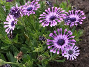 Osteospermum 'Spider Purple' African Daisy 4" Pot
