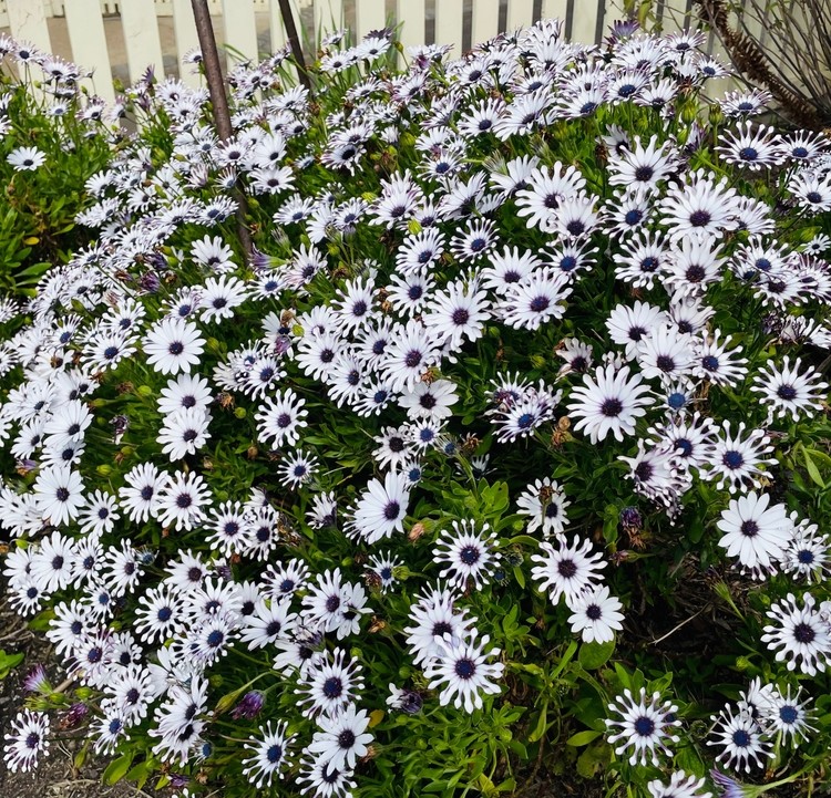 Osteospermum 'Spider White' African Daisy