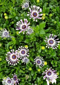 Osteospermum 'Spider White' African Daisy 4" Pot