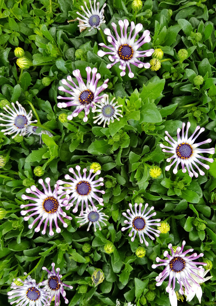 Osteospermum 'Spider White' African Daisy