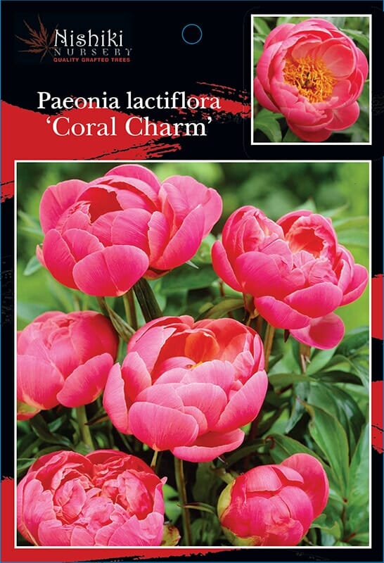 Pink peonies labeled as "Paeonia 'Coral Charm' Peony Rose" from Nishiki Nursery, showcasing a cluster of large, vibrant flowers against green foliage, with an inset close-up of a single Peony Rose bloom.