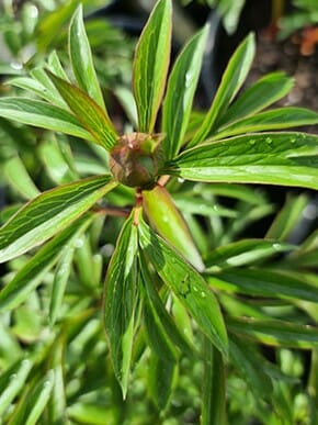 Peony Coral Charm foliage
